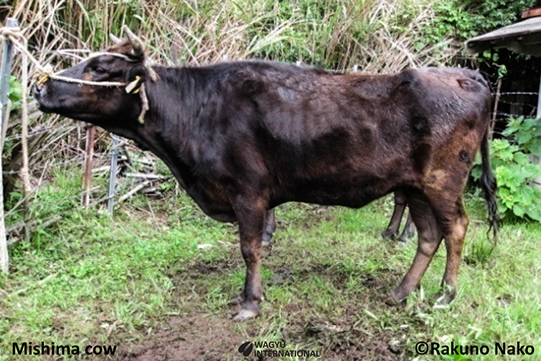 Photo of Mishima cow and indigenous beef cattle breed in japan which is confined to Mishima Island